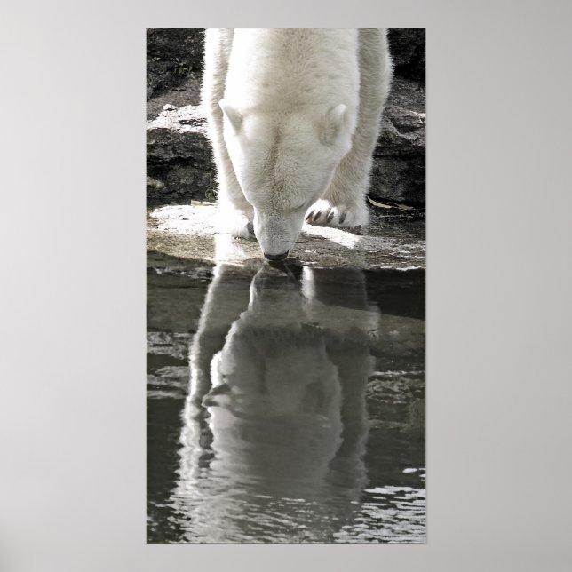 Eisbär, schwarz und weiß (7) poster (Vorne)