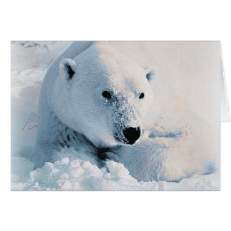 Eisbär und Schnee