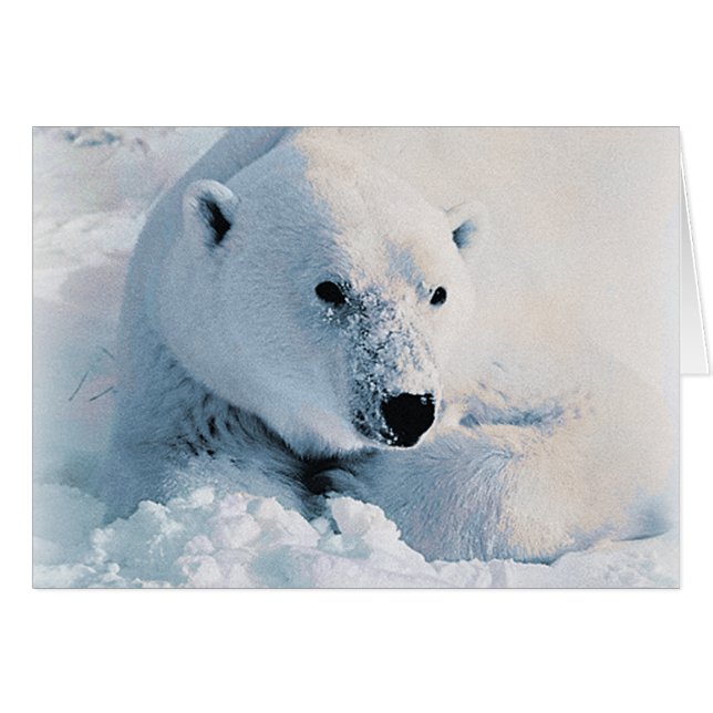 Eisbär und Schnee (Vorderseite (Horizontal))