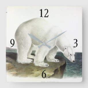 Eisbär (Ursus Maritimus), Audubon Quadrupeds Quadratische Wanduhr
