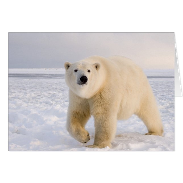 Eisbär, Ursus maritimus, auf Eis und Schnee, 2 (Vorderseite (Horizontal))