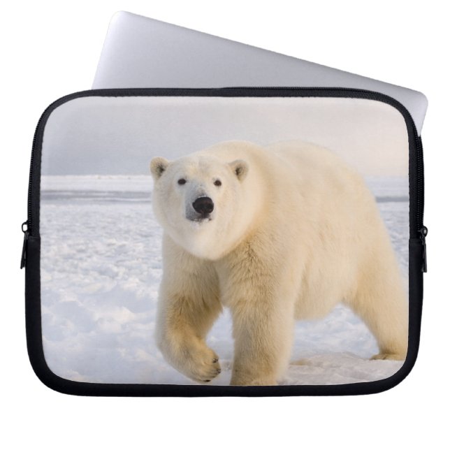 Eisbär, Ursus maritimus, auf Eis und Schnee, 2 Laptopschutzhülle (Vorderseite)