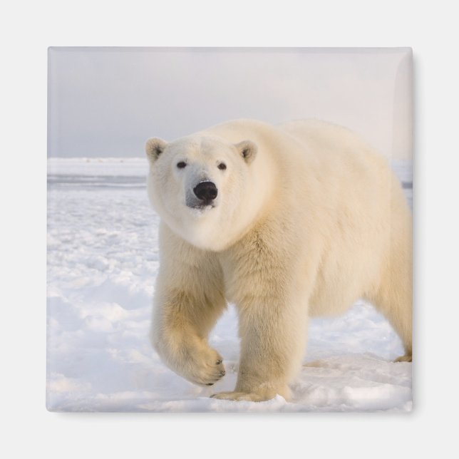 Eisbär, Ursus maritimus, auf Eis und Schnee, 2 Magnet (Vorne)