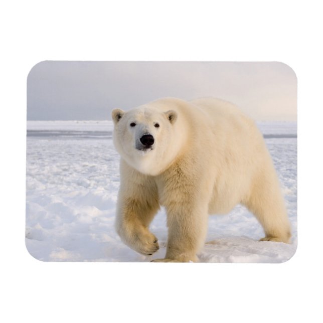 Eisbär, Ursus maritimus, auf Eis und Schnee, 2 Magnet (Horizontal)
