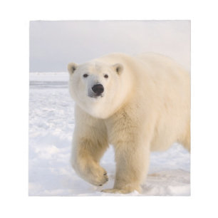 Eisbär, Ursus maritimus, auf Eis und Schnee, 2 Notizblock
