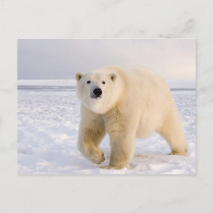 Eisbär, Ursus maritimus, auf Eis und Schnee, 2 Postkarte