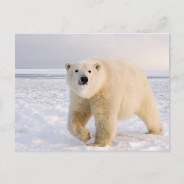 Eisbär, Ursus maritimus, auf Eis und Schnee, 2 Postkarte (Vorderseite)