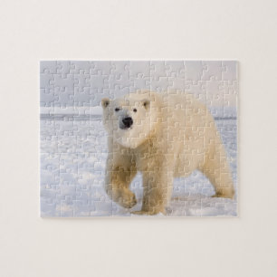 Eisbär, Ursus maritimus, auf Eis und Schnee, 2 Puzzle