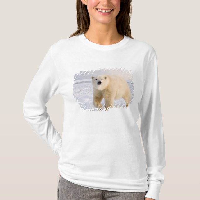 Eisbär, Ursus maritimus, auf Eis und Schnee, 2 T-Shirt (Vorderseite)