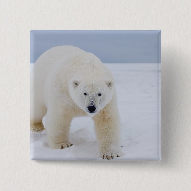 Eisbär, Ursus maritimus, auf Eis und Schnee, Button (Vorderseite)