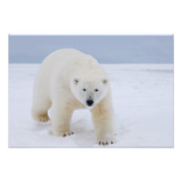Eisbär, Ursus maritimus, auf Eis und Schnee,