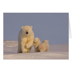 Eisbär, Ursus maritimus, Bache mit Neugeborenen