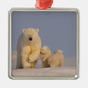 Eisbär, Ursus maritimus, Bache mit Neugeborenen Silbernes Ornament