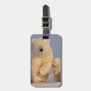 Eisbär, Ursus maritimus, Bärin mit Neugeborenen Gepäckanhänger