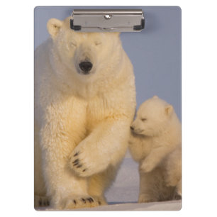 Eisbär, Ursus maritimus, Bärin mit Neugeborenen Klemmbrett