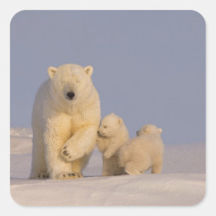 Eisbär, Ursus maritimus, Bärin mit Neugeborenen Quadratischer Aufkleber