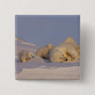 Eisbär, Ursus maritimus, Bärin spielt Button