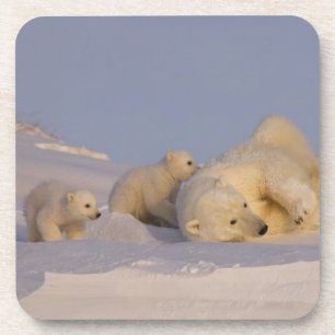 Eisbär, Ursus maritimus, Bärin spielt Getränkeuntersetzer