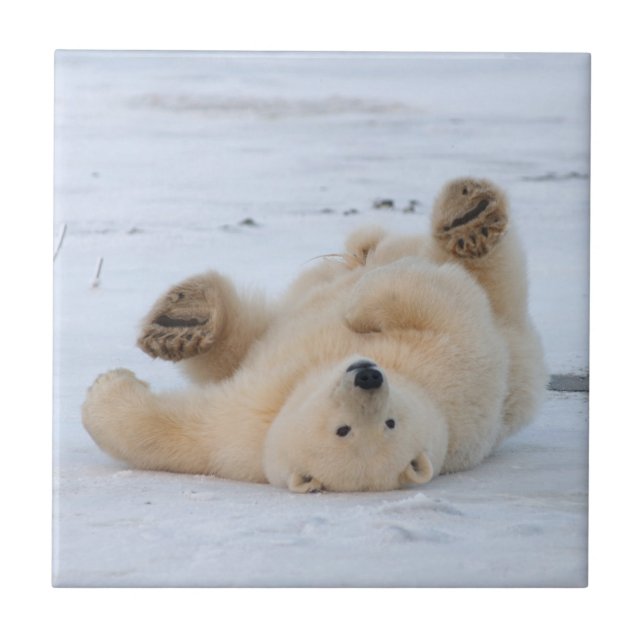 Eisbär, Ursus maritimus, cub rollend 3 Fliese (Vorderseite)