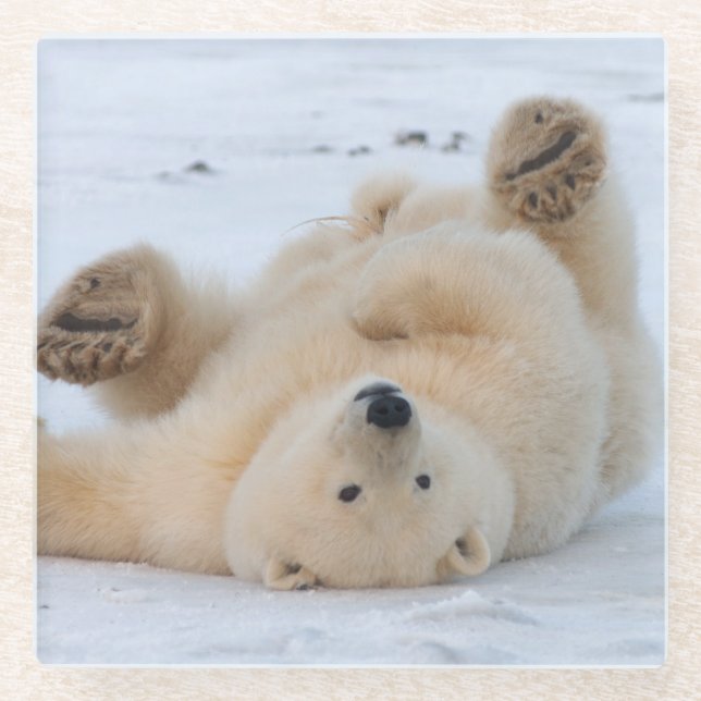 Eisbär, Ursus maritimus, cub rollend 3 Glasuntersetzer (Vorderseite)