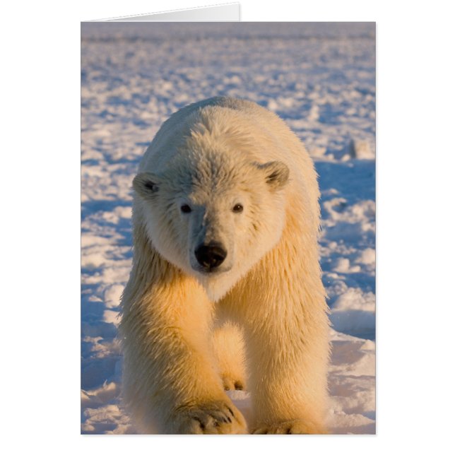 Eisbär, Ursus maritimus, Eisbär (Vorne)