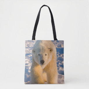 Eisbär, Ursus maritimus, Eisbär auf Eis