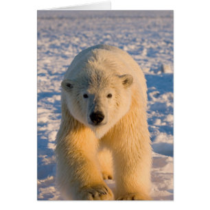 Eisbär, Ursus maritimus, Eisbär auf Eis