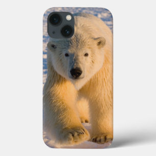 Eisbär, Ursus maritimus, Eisbär auf Eis Case-Mate iPhone Hülle