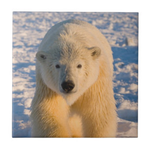 Eisbär, Ursus maritimus, Eisbär auf Eis Fliese