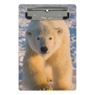 Eisbär, Ursus maritimus, Eisbär auf Eis Mini Klemmbrett