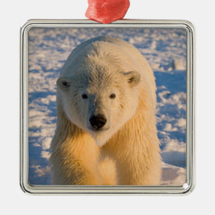 Eisbär, Ursus maritimus, Eisbär auf Eis Ornament Aus Metall