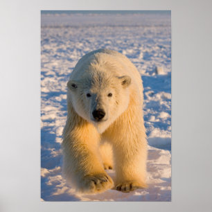Eisbär, Ursus maritimus, Eisbär auf Eis Poster