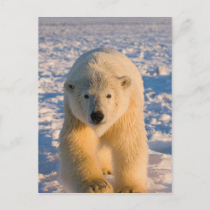 Eisbär, Ursus maritimus, Eisbär auf Eis Postkarte