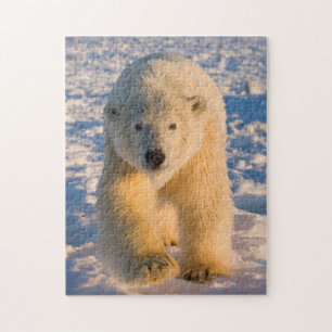 Eisbär, Ursus maritimus, Eisbär auf Eis Puzzle