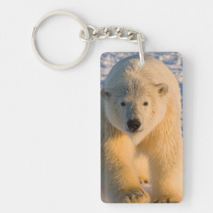 Eisbär, Ursus maritimus, Eisbär auf Eis Schlüsselanhänger