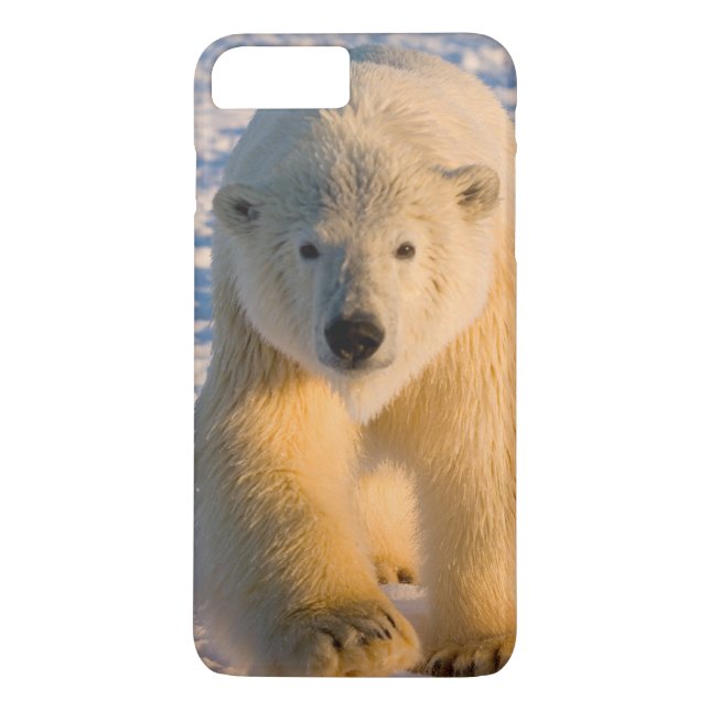 Eisbär, Ursus maritimus, Eisbär Case-Mate iPhone Hülle (Rückseite)