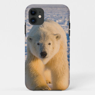 Eisbär, Ursus maritimus, Eisbär iPhone 11 Hülle
