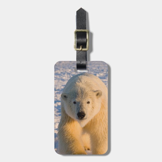 Eisbär, Ursus maritimus, Eisbär Gepäckanhänger (Vorderseite vertikal)