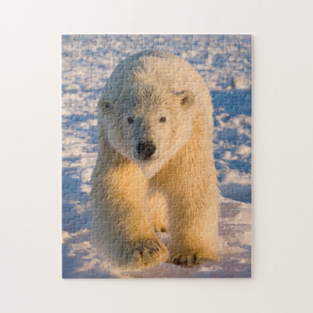Eisbär, Ursus maritimus, Eisbär Puzzle (Vertikal)