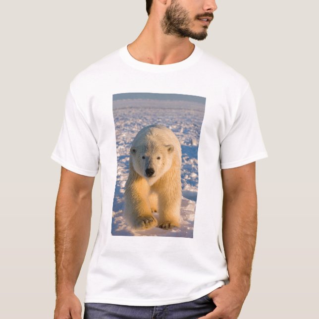 Eisbär, Ursus maritimus, Eisbär T-Shirt (Vorderseite)