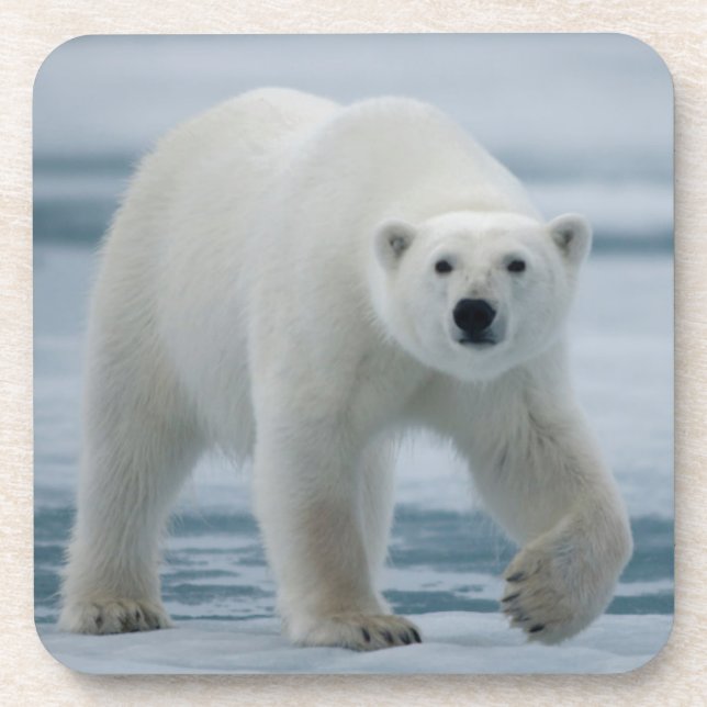 Eisbär, Ursus Maritimus, Erwachsener Getränkeuntersetzer (Vorderseite)