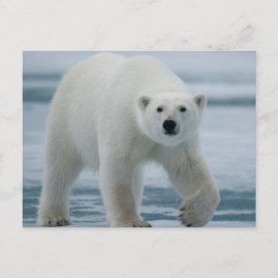 Eisbär, Ursus Maritimus, Erwachsener Postkarte