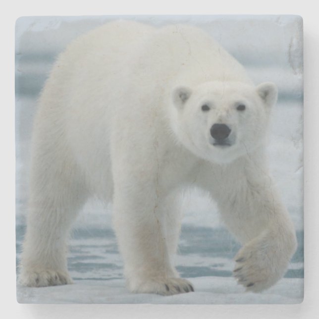 Eisbär, Ursus Maritimus, Erwachsener Steinuntersetzer (Vorderseite)