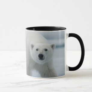 Eisbär, Ursus Maritimus, Erwachsener Tasse