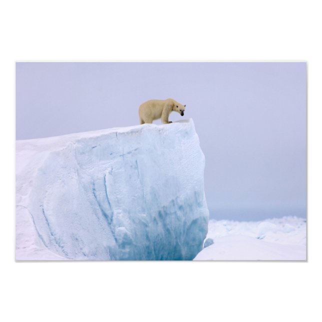 Eisbär, Ursus maritimus Fotodruck (Vorne)
