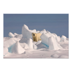Eisbär, Ursus maritimus, in rauen Eis Fotodruck