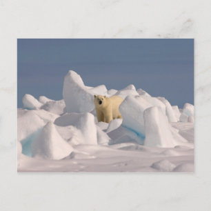 Eisbär, Ursus maritimus, in rauen Eis Postkarte