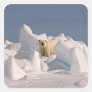 Eisbär, Ursus maritimus, in rauen Eisflächen Quadratischer Aufkleber