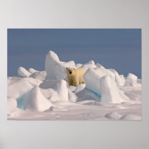 Eisbär, Ursus maritimus, in rauer Eisfläche Poster