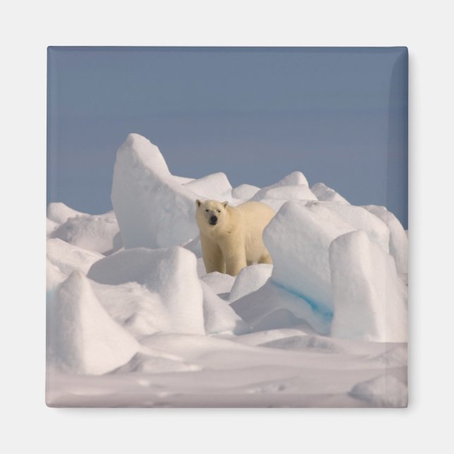 Eisbär, Ursus maritimus, in Roheis Magnet (Vorne)